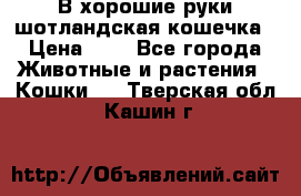 В хорошие руки шотландская кошечка › Цена ­ 7 - Все города Животные и растения » Кошки   . Тверская обл.,Кашин г.